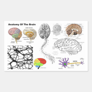 Sticker Rectangulaire Anatomie d'un cerveau humain anatomie humaine popu