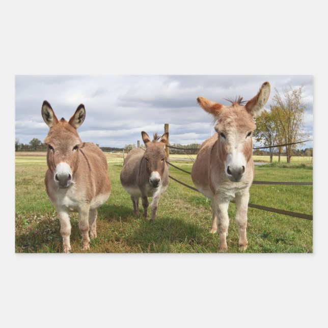 Sticker Rectangulaire Âne trois (Devant)