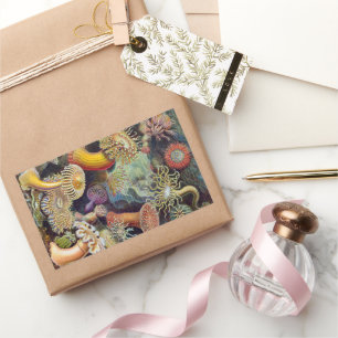 Sticker Rectangulaire Anémones de mer, Actiniae vintage par Ernst Haecke