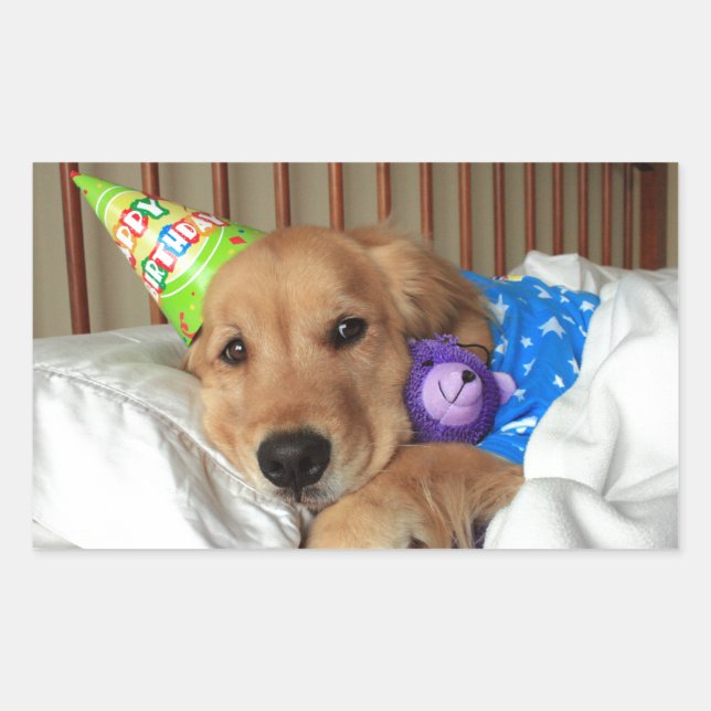 Sticker Rectangulaire Anniversaire du Golden Retriever (Devant)