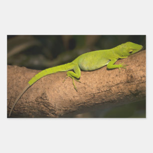 Sticker Rectangulaire Anole géante jamaïcaine