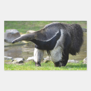Sticker Rectangulaire Anteater géant marchant sur l'herbe