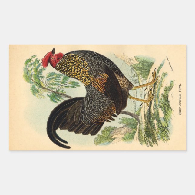 Sticker Rectangulaire Antique Imprimer Cockerel Vintage coq au coq au co (Devant)
