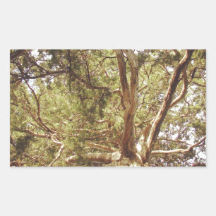 Sticker Rectangulaire Arbre