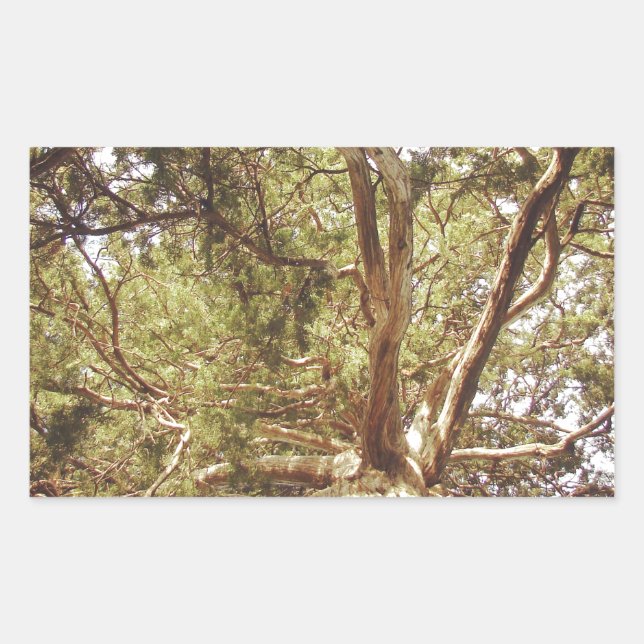 Sticker Rectangulaire Arbre (Devant)