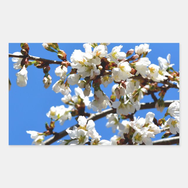 Sticker Rectangulaire Arbre de printemps blanc fleuri blanc (Devant)