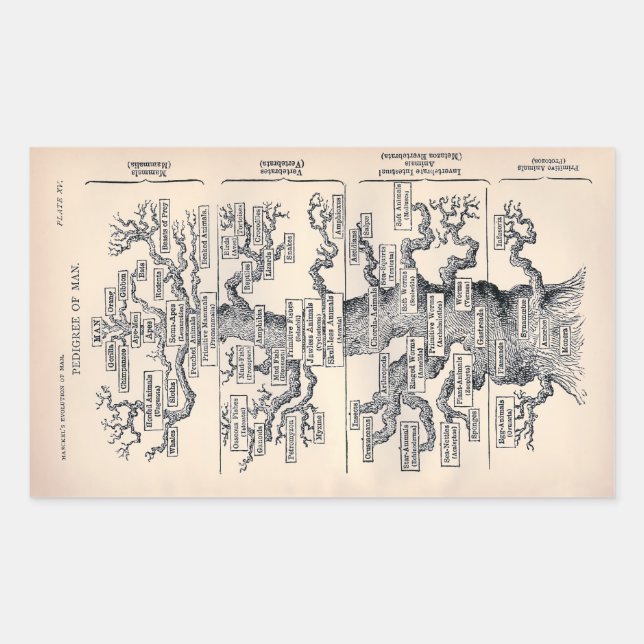 Sticker Rectangulaire "Arbre de vie" 1859 illustration par Ernst Haeckel (Devant)