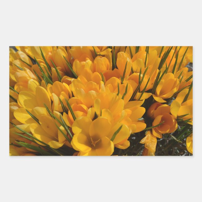 Sticker Rectangulaire Arôme de Crocus jaune - Fleurs jaunes dorées (Devant)