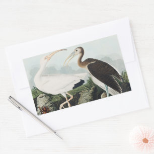 Sticker Rectangulaire Art de la nature de l'Ibis blanc d'Audubon vintage