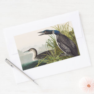 Sticker Rectangulaire Art Nature Oiseau Plongeon Commun Audubon Vintage