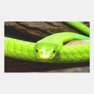 Sticker Rectangulaire attente de serpent de mamba verte l'amour dans la