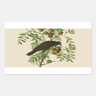 Sticker Rectangulaire Audubon American Crow Black Bird