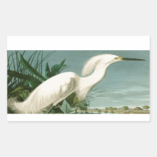 Sticker Rectangulaire Audubon Héron de neige Oiseaux d'aigrettes blanche