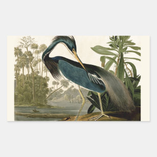 Sticker Rectangulaire Audubon Louisiana Heron Birds America Art