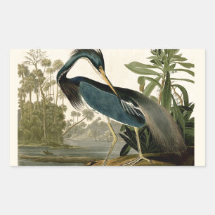 Sticker Rectangulaire Audubon Louisiana Heron Birds America Art