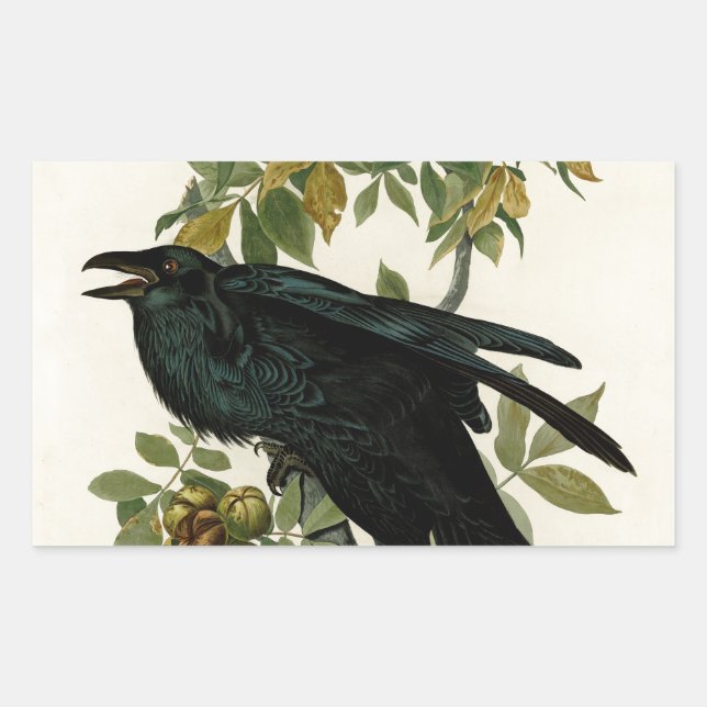 Sticker Rectangulaire Audubon Raven Oiseau classique (Devant)