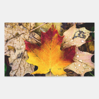 Sticker Rectangulaire autumn presence