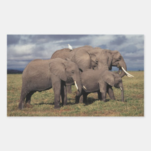 Sticker Rectangulaire Baby African Elephant avec famille
