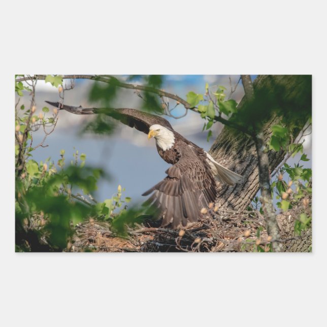 Sticker Rectangulaire Bald Eagle quittant le nid (Devant)