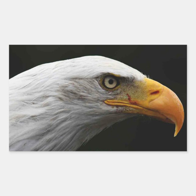 Sticker Rectangulaire Bald Eagle stcna (Devant)
