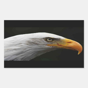 Sticker Rectangulaire Bald Eagle stm