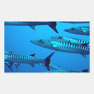 Sticker Rectangulaire barracuda plongée mer profonde océan eau tropicale