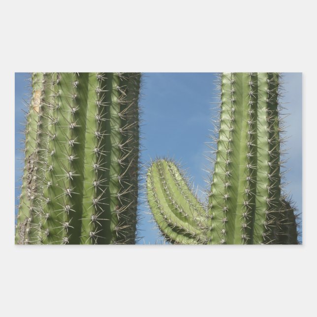 Sticker Rectangulaire Barrel Cactus I Desert Photo (Devant)