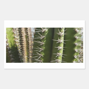 Sticker Rectangulaire Barrel Cactus II Désert Nature Photo