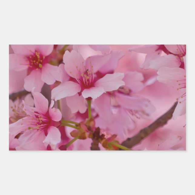 Sticker Rectangulaire Bathed in Pink Japanese Cherry (Devant)