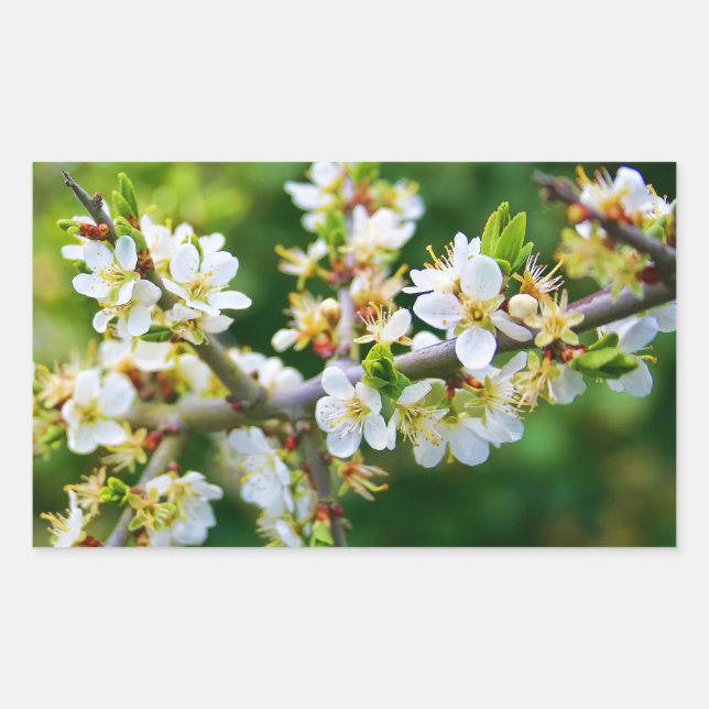 Sticker Rectangulaire Baubépine de printemps à pattes de soleil (Devant)
