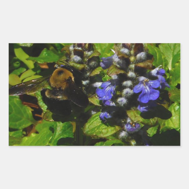 Sticker Rectangulaire Baume d'abeille pourpre et bourdon (Devant)