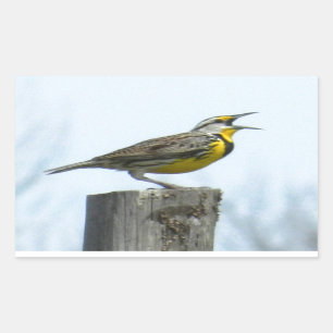 Sticker Rectangulaire Beau meadowlark avec les taches jaunes et grises