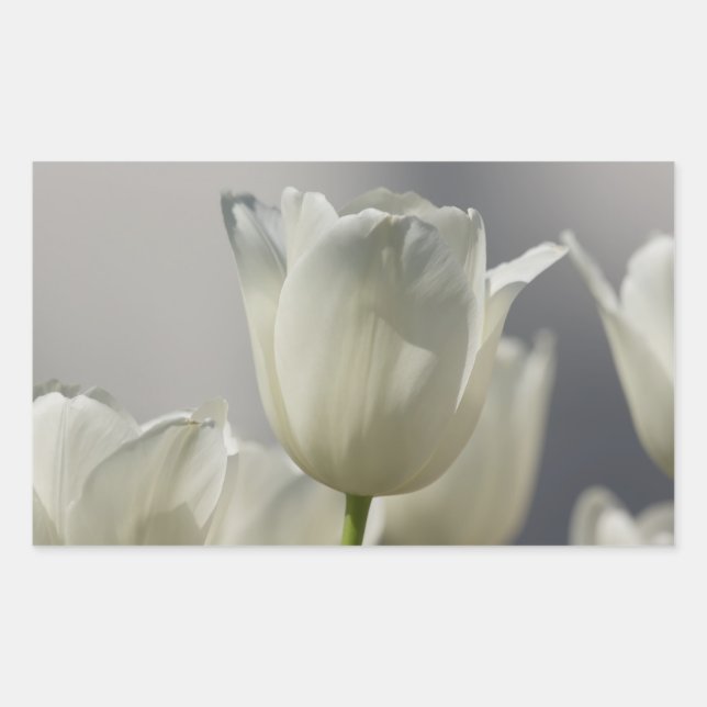 Sticker Rectangulaire Beaux Tulipes Blancs de Printemps (Devant)
