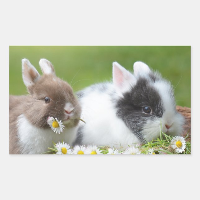 Sticker Rectangulaire Bébé lapin mignon lapins avec fleurs (Devant)