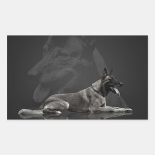Sticker Rectangulaire Belgian shepherd