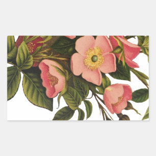 Sticker Rectangulaire Belle Botanique rose Rose vintage