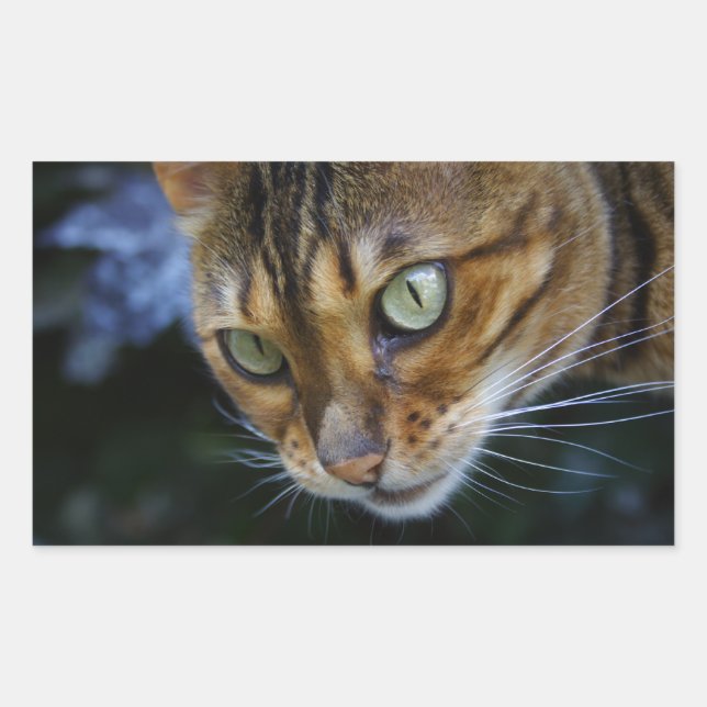 Sticker Rectangulaire Belle Chat Bengale (Devant)