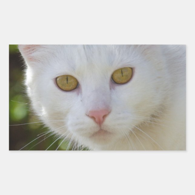Sticker Rectangulaire Belle Chat Blanc (Devant)