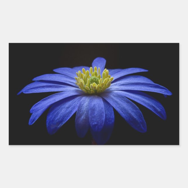 Sticker Rectangulaire Belle Jolie Fleur Bleue sur Noir (Devant)