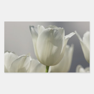 Sticker Rectangulaire Belle Tulipe de printemps blanche