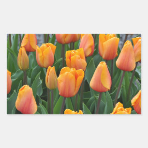 Sticker Rectangulaire Belle tulipe orange