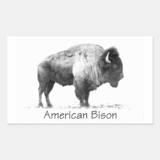 Sticker Rectangulaire Bison américain