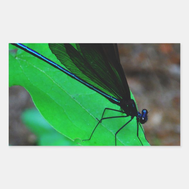 Sticker Rectangulaire Blue Damselfly on a green leaf. (Devant)