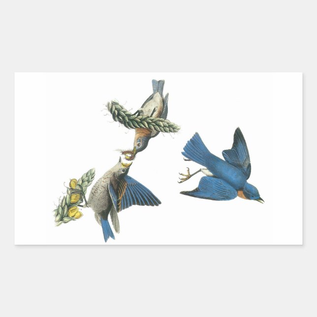 Sticker Rectangulaire Bluebird de l'Est par Audubon (Devant)
