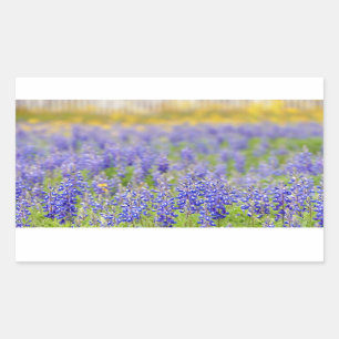 Sticker Rectangulaire Bluebonnets du Texas