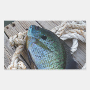 Sticker Rectangulaire bluegill sur quai