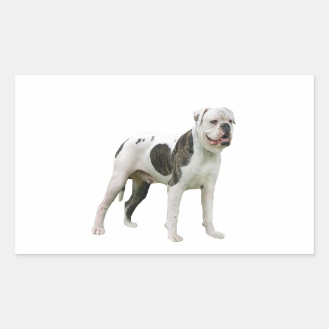 Sticker Rectangulaire Bouledogue Américain - Brun-Blanc (Devant)
