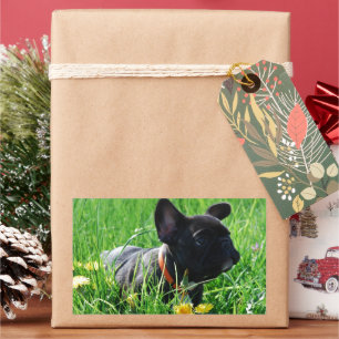 Sticker Rectangulaire Bouledogue français Prairie Bouledogue Français