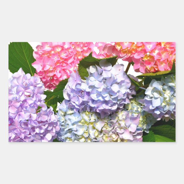 Sticker Rectangulaire Bouquet d'hortensia bleu rose violet élégant (Devant)