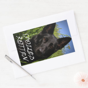 Sticker Rectangulaire Bouvier Allemand Noir Enfant Gâté